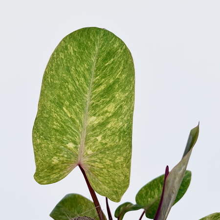 Philodendron Painted Lady Filodendron P14 na paliku