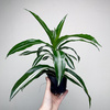 Dracaena fragrans Green White Dracena P11