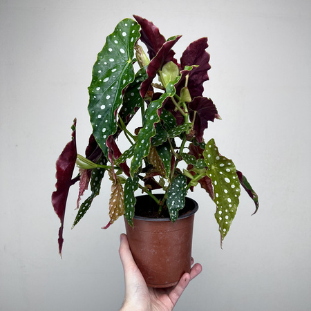 Begonia maculata Wightii Begonia koralowa P14