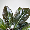 Philodendron Imperial Red Filodendron