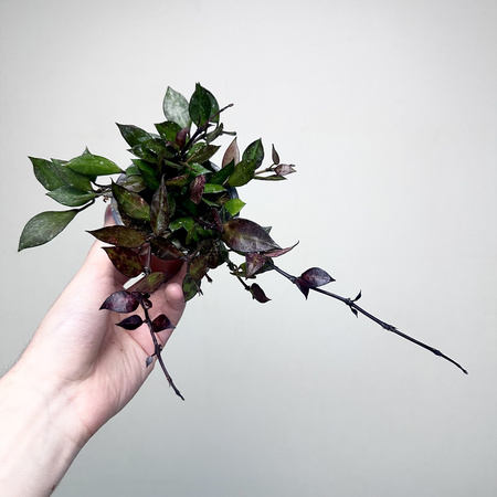 Hoya krohniana Black Leaves Hoja P9