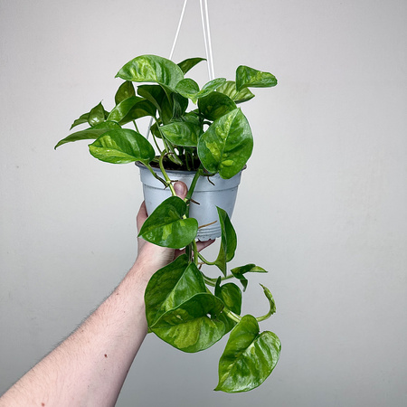 Epipremnum pinnatum Global Green P17 wisząca
