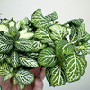 Fittonia Fitonia biało-zielona