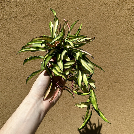 Hoya wayetii Tricolor Hoja P9