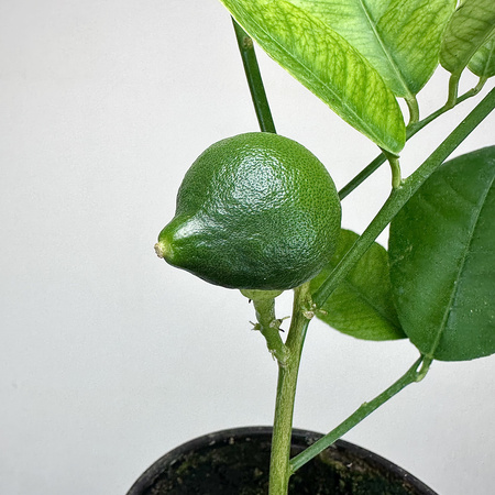 Cytryna Skierniewicka Cytrus z owocem