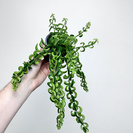 Aeschynanthus Twister Eszynanthus P9