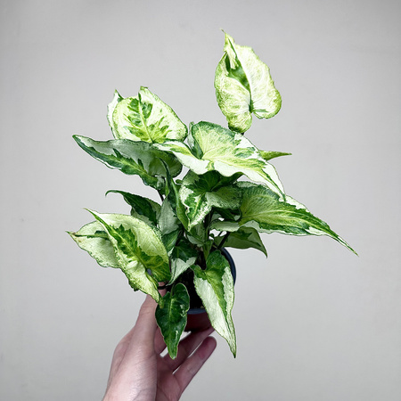 Syngonium Three Kings Zroślicha P9