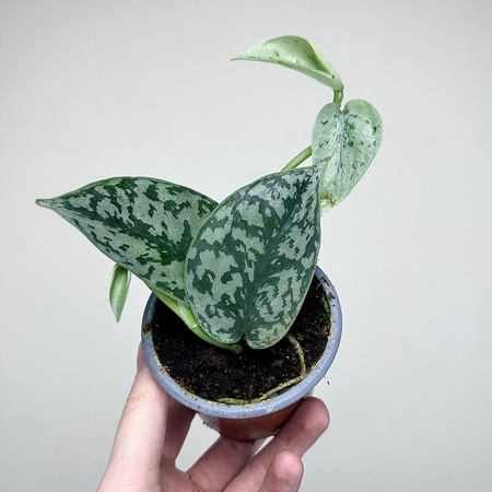 Scindapsus pictus Silver Lady P9