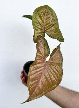 Syngonium Yellow Pink Zroślicha P9