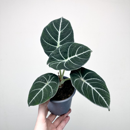 Alocasia reginula Black Velvet Alokazja P11