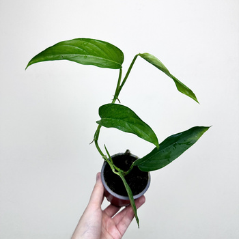 Monstera Obliqua Colombian Form P9