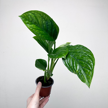 Monstera pinnatipartita P9