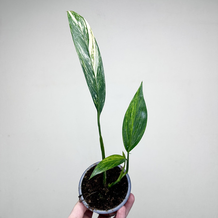 Epipremnum amplissimum Variegata P9
