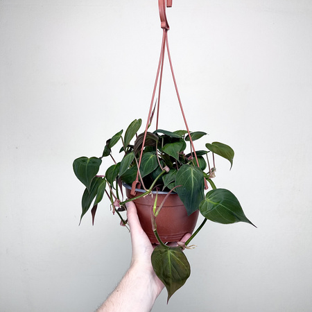 Philodendron Scandens Micans Filodendron P17 wisząca