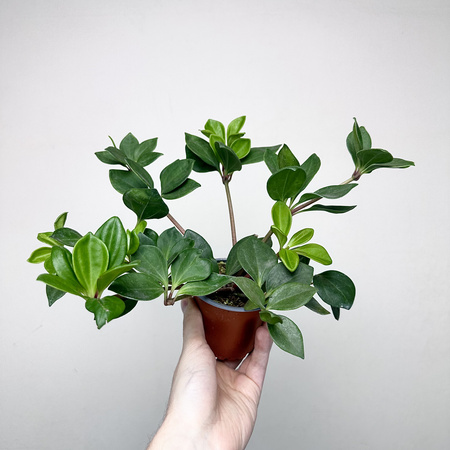 Peperomia Pereskiifolia P9