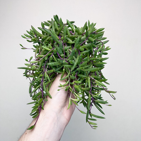 Senecio Purple Flash | Othonna Ruby Necklace P9