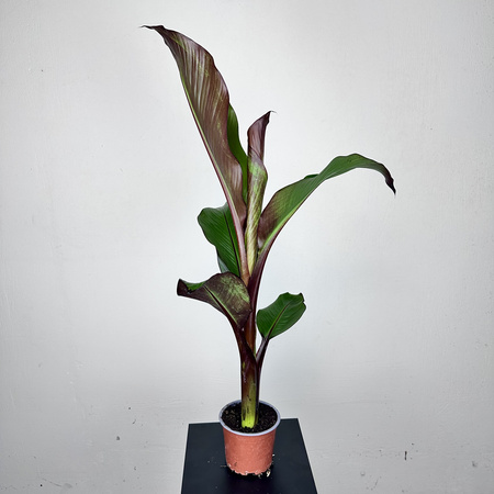 Bananowiec Ensete Maurelli P12