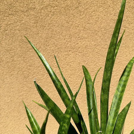 Sansewieria Friends Sansevieria kirkii P12