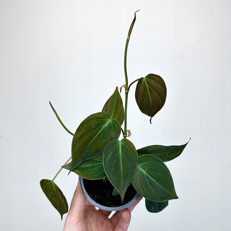 Philodendron Scandens Micans Filodendron P9