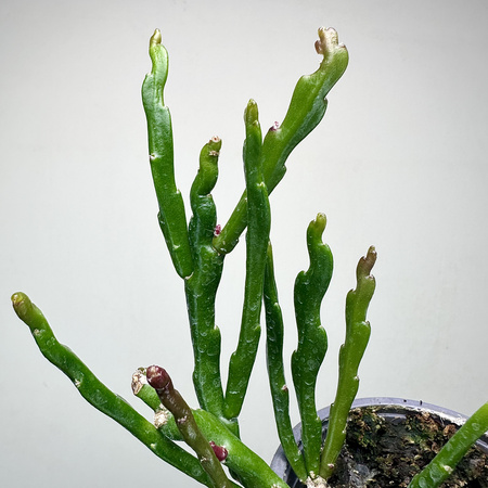 Epiphyllum anguliger Kaktus Zygzak