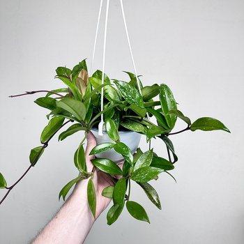 Hoya Hoja w doniczce wiszącej
