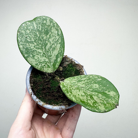 Hoya Obovata Splash Hoja