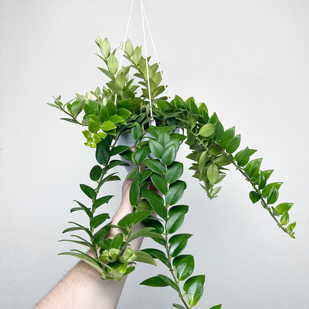 Aeschynanthus Mona Lisa Eszynanthus P15 wisząca