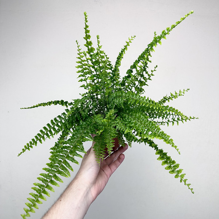 Paproć Królewska Nephrolepis P9