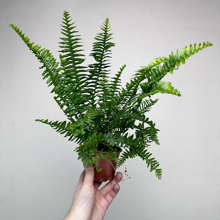 Paproć Cordata Nephrolepis exaltata P9