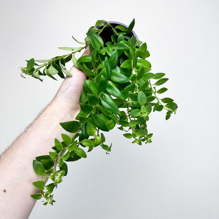 Aeschynanthus Caroline Eszynanthus P9