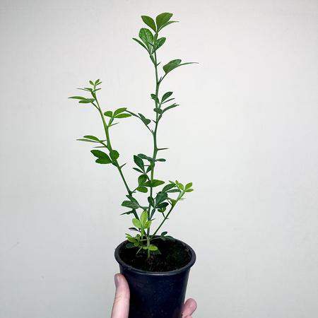 Pomarańcza trójlistkowa Poncirus trifoliata Poncyria