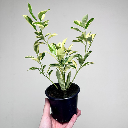 Citrus Variegata Kalamondyna Cytrus P11
