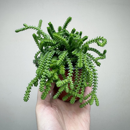 Crassula Sally Sawtooth P9