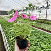 Supertunia Vista Bubblegum