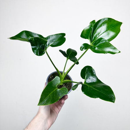 Philodendron Fun Bun Filodendron P11