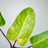 Philodendron Painted Lady Filodendron P9