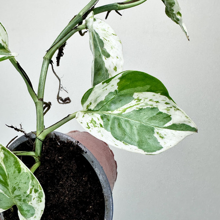 Epipremnum Pearls and Jade | White Panther