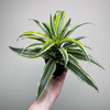Dracaena fragrans Lemon Surprise Dracena P11