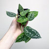 Scindapsus Pictus Argyraeus Scindapsus pstry P7