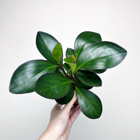 Peperomia clusiifolia Red Margin P9