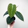 Philodendron Melanochrysum Filodendron P12