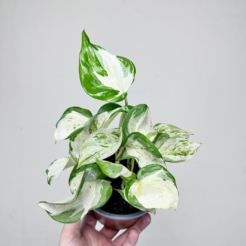 Epipremnum Happy Leaf P12