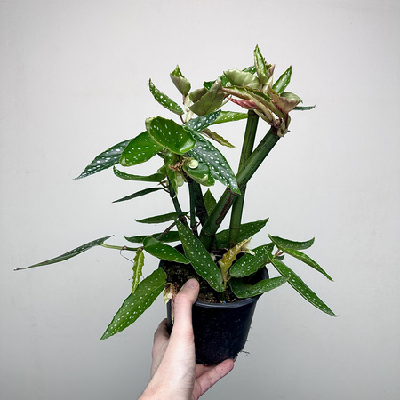 Begonia maculata Tamaya Begonia koralowa P14