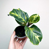 Calathea Electric Shock Kalatea P9