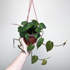 Philodendron Scandens Micans Filodendron P17 wisząca