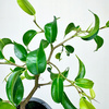 Ficus bonsai Fikus