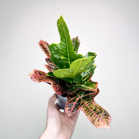 Kroton Excellent Codiaeum P11