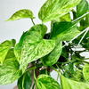 Epipremnum aureum Marble Queen P15 wisząca