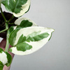 Epipremnum N'Joy P6