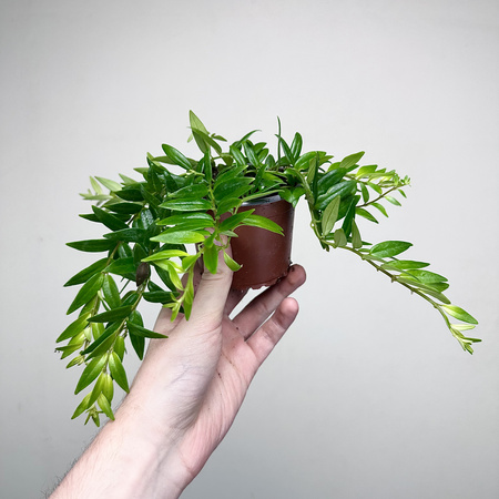 Aeschynanthus Japhrolepis Eszynanthus P9